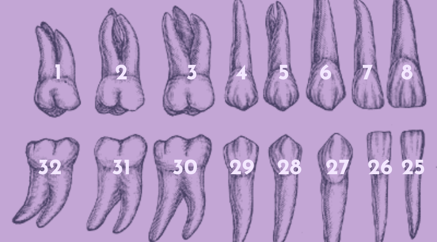 numeracja zębów według systemu uniwersalnego zaczyna się od górnego prawego zęba i kończy się na dolnym prawym